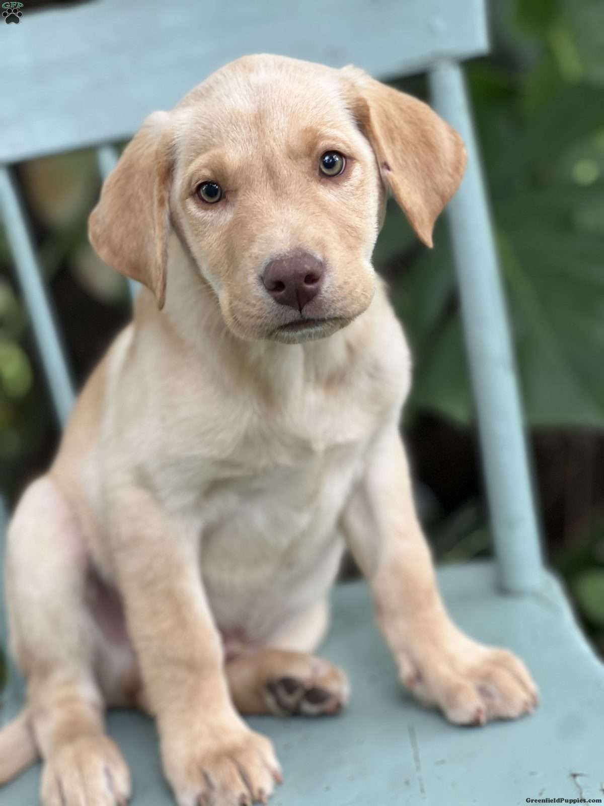 Marley