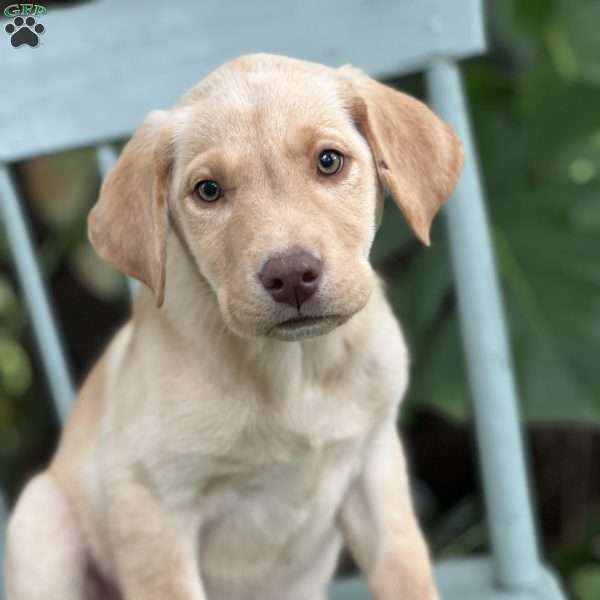 Marley, Yellow Labrador Retriever Puppy