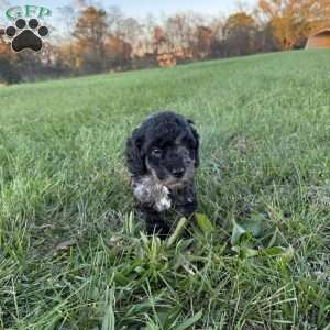 Smoky, Mini Goldendoodle Puppy