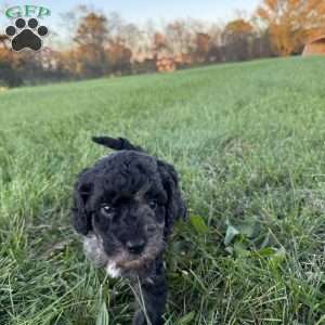 Smoky, Mini Goldendoodle Puppy