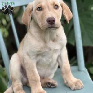 Marley, Yellow Labrador Retriever Puppy