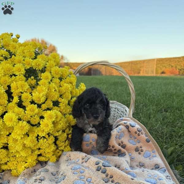 Smoky, Mini Goldendoodle Puppy