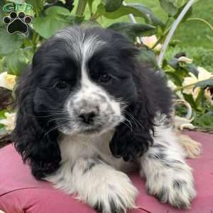 Potato, Cocker Spaniel Puppy