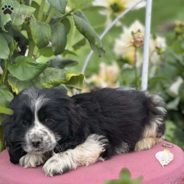 Potato, Cocker Spaniel Puppy