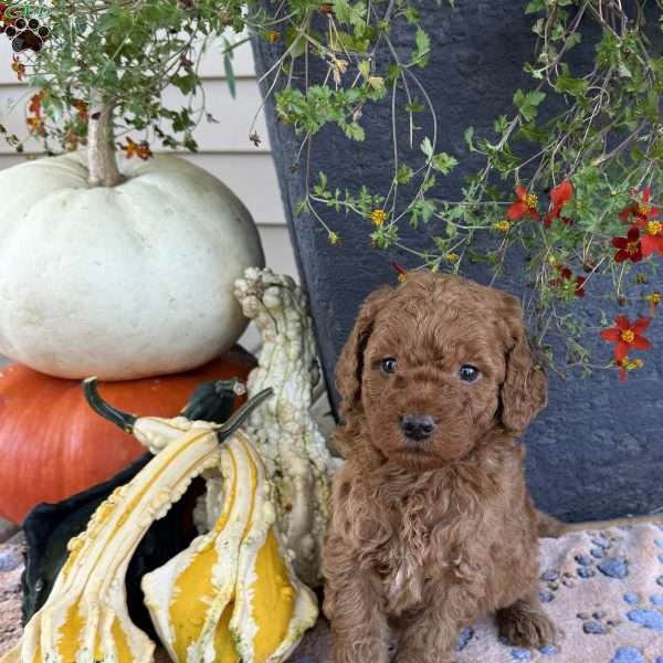 Stanley, Mini Goldendoodle Puppy