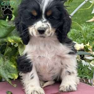 Panda, Cocker Spaniel Puppy