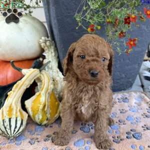Stanley, Mini Goldendoodle Puppy