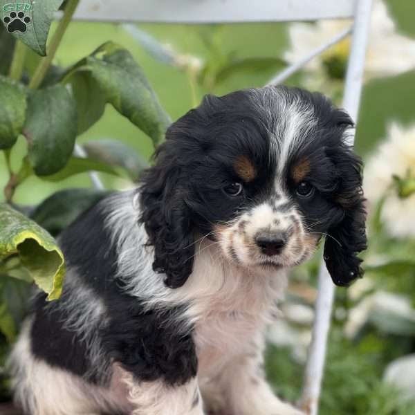 Panda, Cocker Spaniel Puppy