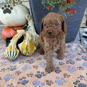 Stanley, Mini Goldendoodle Puppy