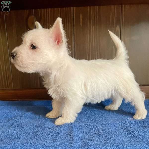 Ollie, West Highland Terrier Puppy