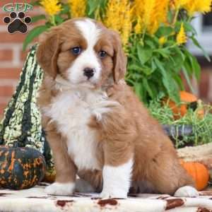 Lucas – Mini, Bernese Mountain Dog Puppy