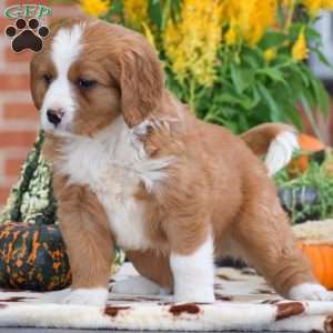 Lucas – Mini, Bernese Mountain Dog Puppy