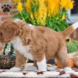 Lucas – Mini, Bernese Mountain Dog Puppy