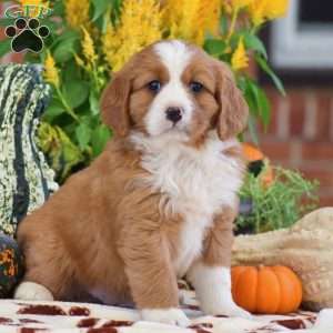 Lucas – Mini, Bernese Mountain Dog Puppy