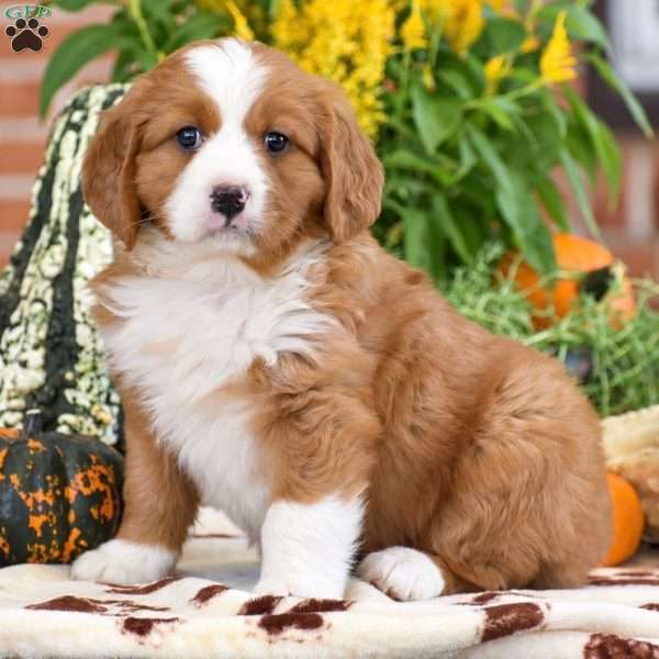 Lucas – Mini, Bernese Mountain Dog Puppy