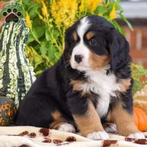 Lee – Mini, Bernese Mountain Dog Puppy