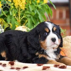 Lee – Mini, Bernese Mountain Dog Puppy