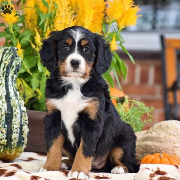 Lisa – Mini, Bernese Mountain Dog Puppy