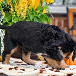 Lisa – Mini, Bernese Mountain Dog Puppy