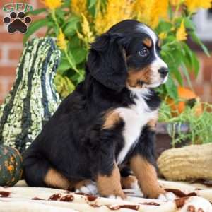 Lisa – Mini, Bernese Mountain Dog Puppy