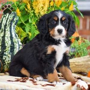 Lisa – Mini, Bernese Mountain Dog Puppy