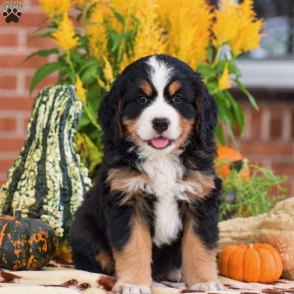 Lee – Mini, Bernese Mountain Dog Puppy