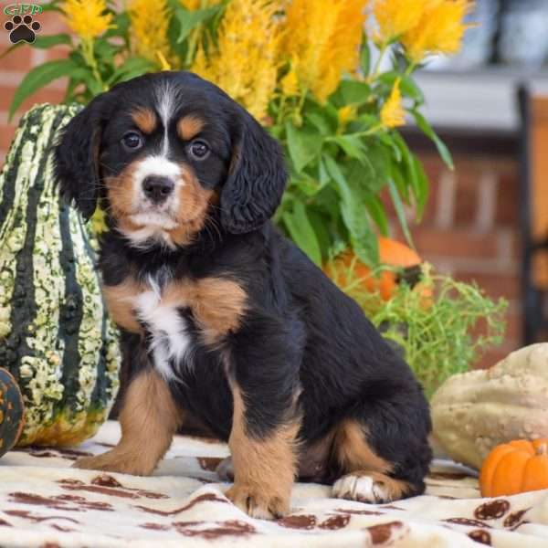 Lori – Mini, Bernese Mountain Dog Puppy