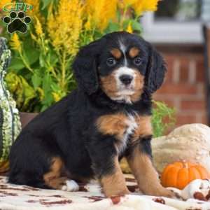 Lori – Mini, Bernese Mountain Dog Puppy