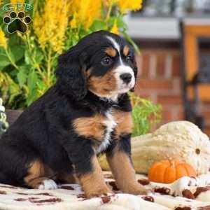 Lori – Mini, Bernese Mountain Dog Puppy