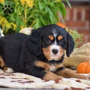 Lori – Mini, Bernese Mountain Dog Puppy