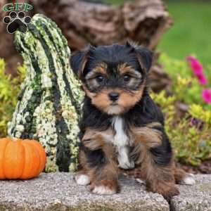 Rachel, Yorkie Puppy
