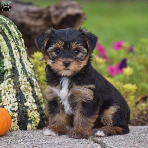 Rachel, Yorkie Puppy