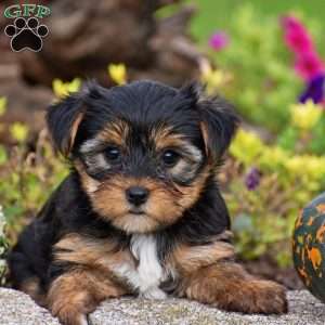 Rachel, Yorkie Puppy