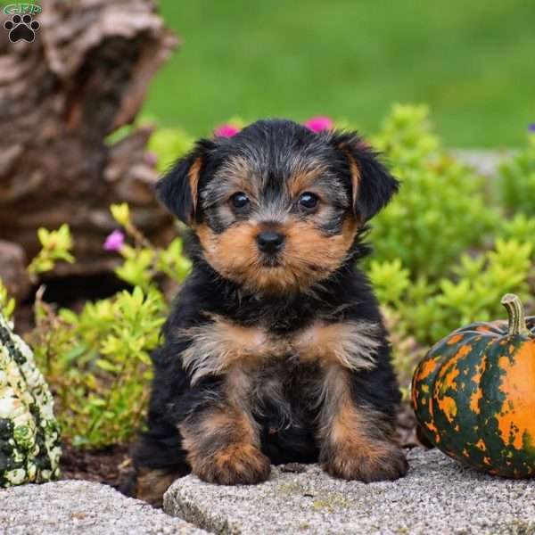 Rizzo, Yorkie Puppy