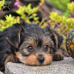 Rizzo, Yorkie Puppy