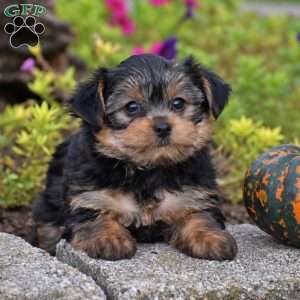 Rizzo, Yorkie Puppy