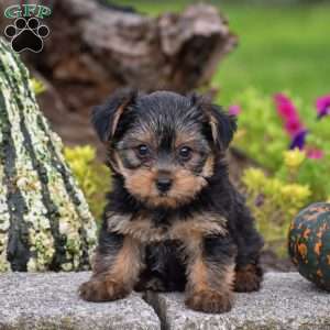 Rizzo, Yorkie Puppy