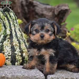 Rizzo, Yorkie Puppy
