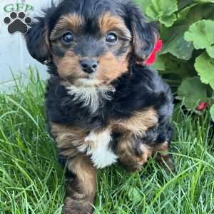Shawn, Yorkie Poo Puppy