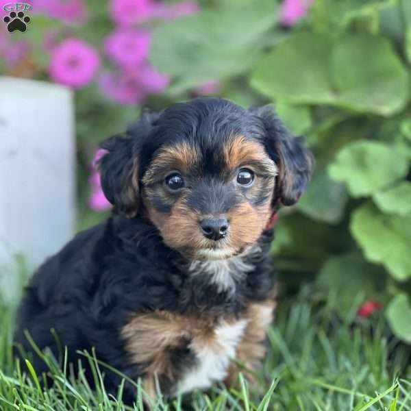 Shawn, Yorkie Poo Puppy