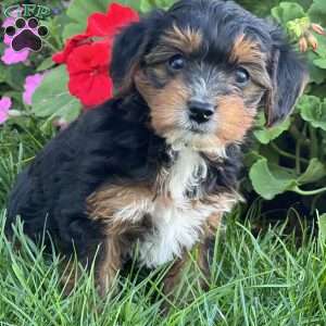 Soren, Yorkie Poo Puppy