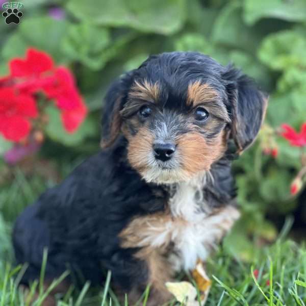 Soren, Yorkie Poo Puppy