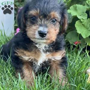 Simba, Yorkie Poo Puppy