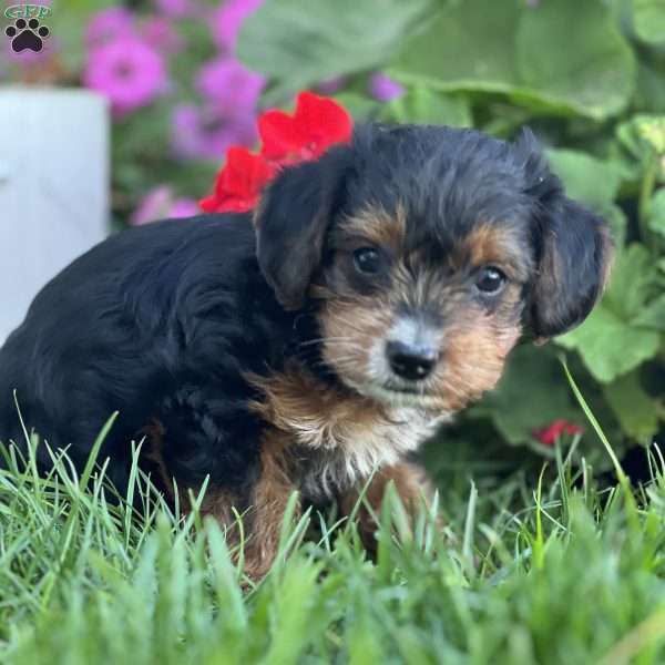 Simba, Yorkie Poo Puppy