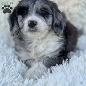 Blair, Mini Goldendoodle Puppy