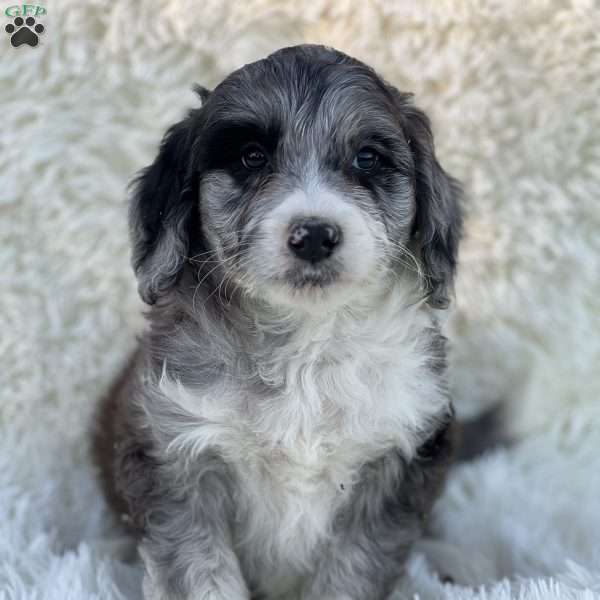 Blair, Mini Goldendoodle Puppy