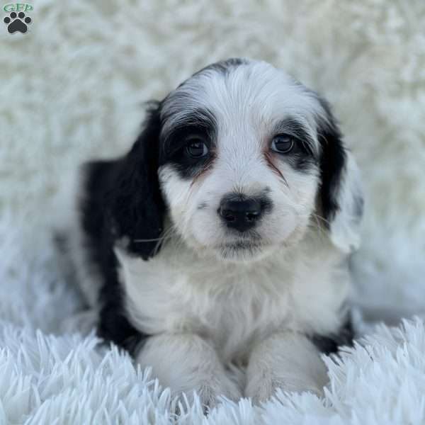 Charlotte, Mini Goldendoodle Puppy