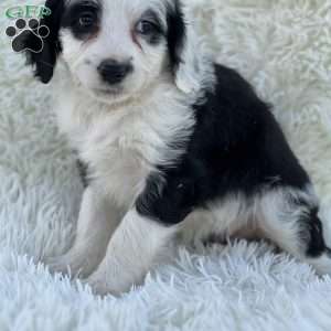 Charlotte, Mini Goldendoodle Puppy