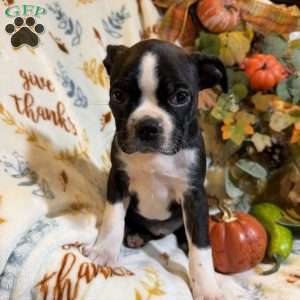 Brooklyn, Boston Terrier Puppy