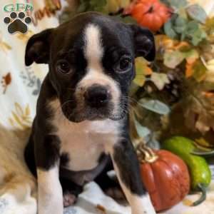 Braylee, Boston Terrier Puppy